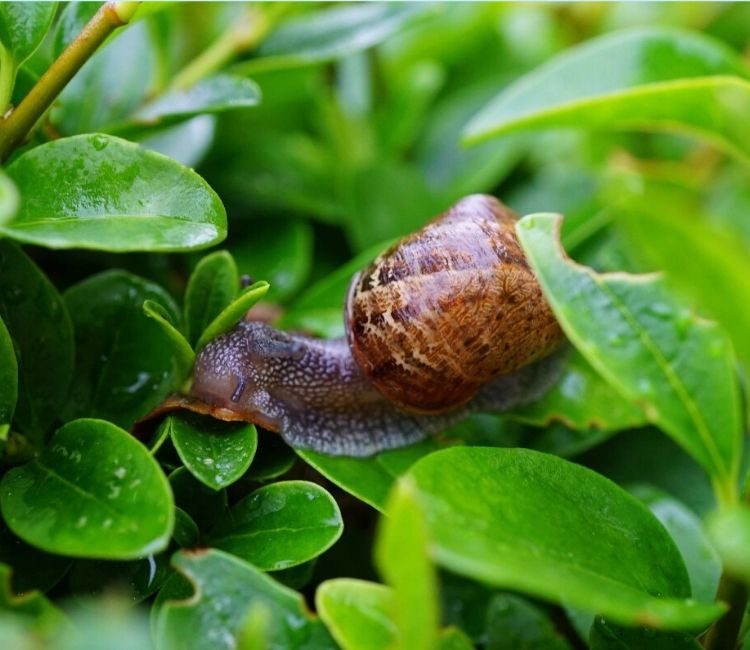 snail mucin